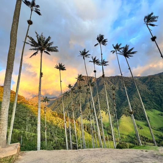 Eje Cafetero - Experiencia Origen